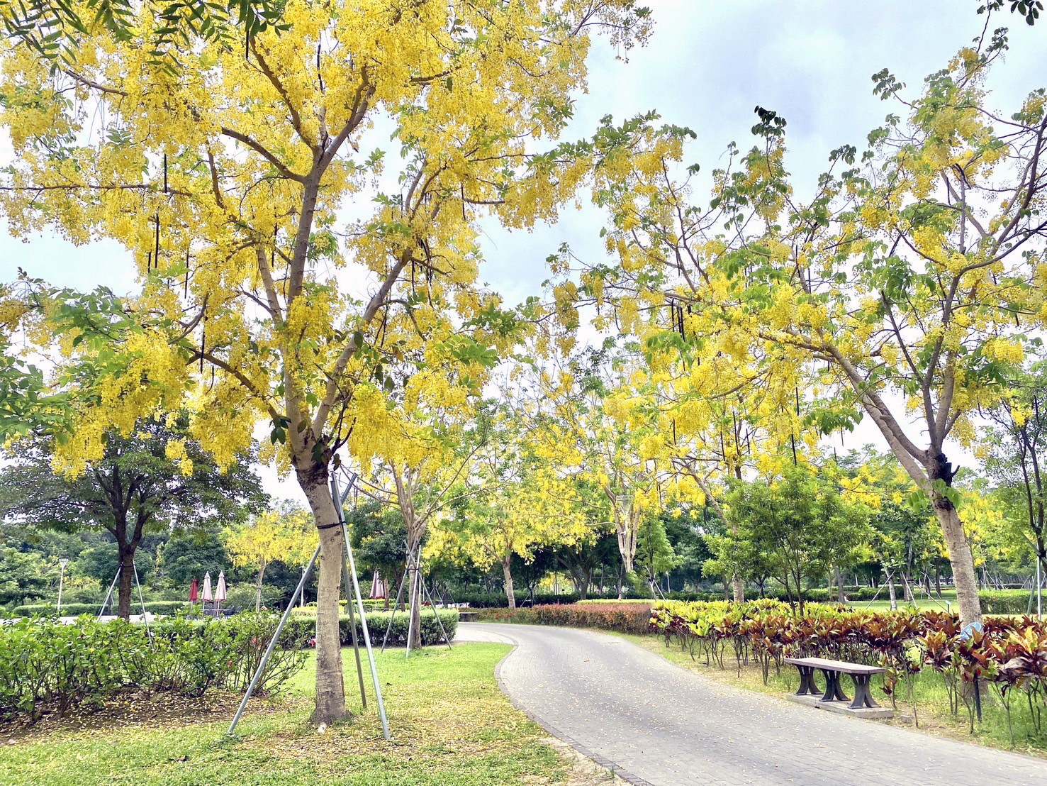 臺南山上花園水道博物館阿勃勒 https://gonews.com.tw/wp-content/uploads/2024/05/Cassia-fistula.jpg